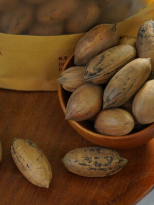 Pecan Nuts 2
